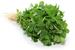 immagine di fieno greco noto anche come Methi da una pianta di fieno greco immagine di fieno greco noto anche come Methi da una pianta di fieno greco