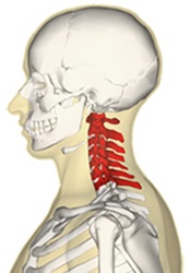 scheletro umano su sfondo bianco evidenzia in rossa della zona cervicale scheletro umano su sfondo bianco evidenzia in rossa della zona cervicale