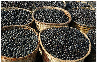 bacche di acai viola in cestoni di vimini marroni sotto il sole