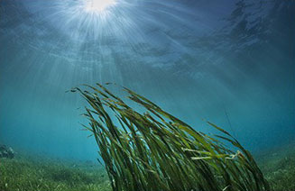 fondo di oceano con alghe marine verdi mosse dalle onde