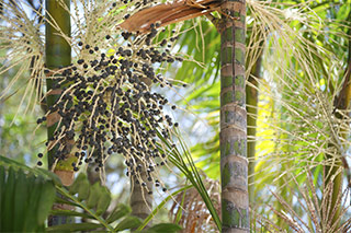 bacche di acai viola sulla pianta di acai in una foresta tropicale