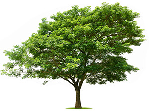 albero di baobab verde gigante su sfondo bianco e