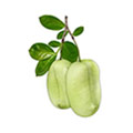 Griffonia Simplicifolia evidenziata su uno sfondo bianco.