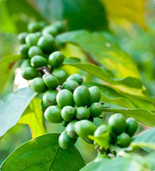 chicchi di caffè verde su un ramo di un albero di caffè verde