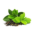 chicchi di caffè marrone e foglia verde su sfondo bianco
