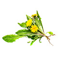 mazzo di rami di foglie verdi e fiori con fiore giallo