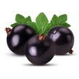 Tre grandi e bellissimi ribes viola scuro. Dietro ci sono le foglie della baia Tre grandi e bellissimi ribes viola scuro. Dietro ci sono le foglie della baia