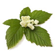 Cinque foglie verdi con un fiore bianco al centro. Lo sfondo è bianco Cinque foglie verdi con un fiore bianco al centro. Lo sfondo è bianco