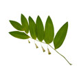 Balena di mais verde o polygonatum biflorum con piccoli fiori bianchi Balena di mais verde o polygonatum biflorum con piccoli fiori bianchi