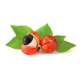 Due frutti di guaranà rossastri. Uno è aperto. Ci sono foglie verdi dietro 3 Due frutti di guaranà rossastri. Uno è aperto. Ci sono foglie verdi dietro 3