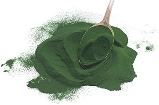 polvere di spirulina con un cucchiaio di legno su uno sfondo bianco