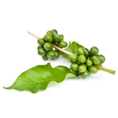 Green Coffee Extract