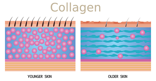 grafica collagene che mostra cellule in pelle giovane e celllule in pelle vecchia
