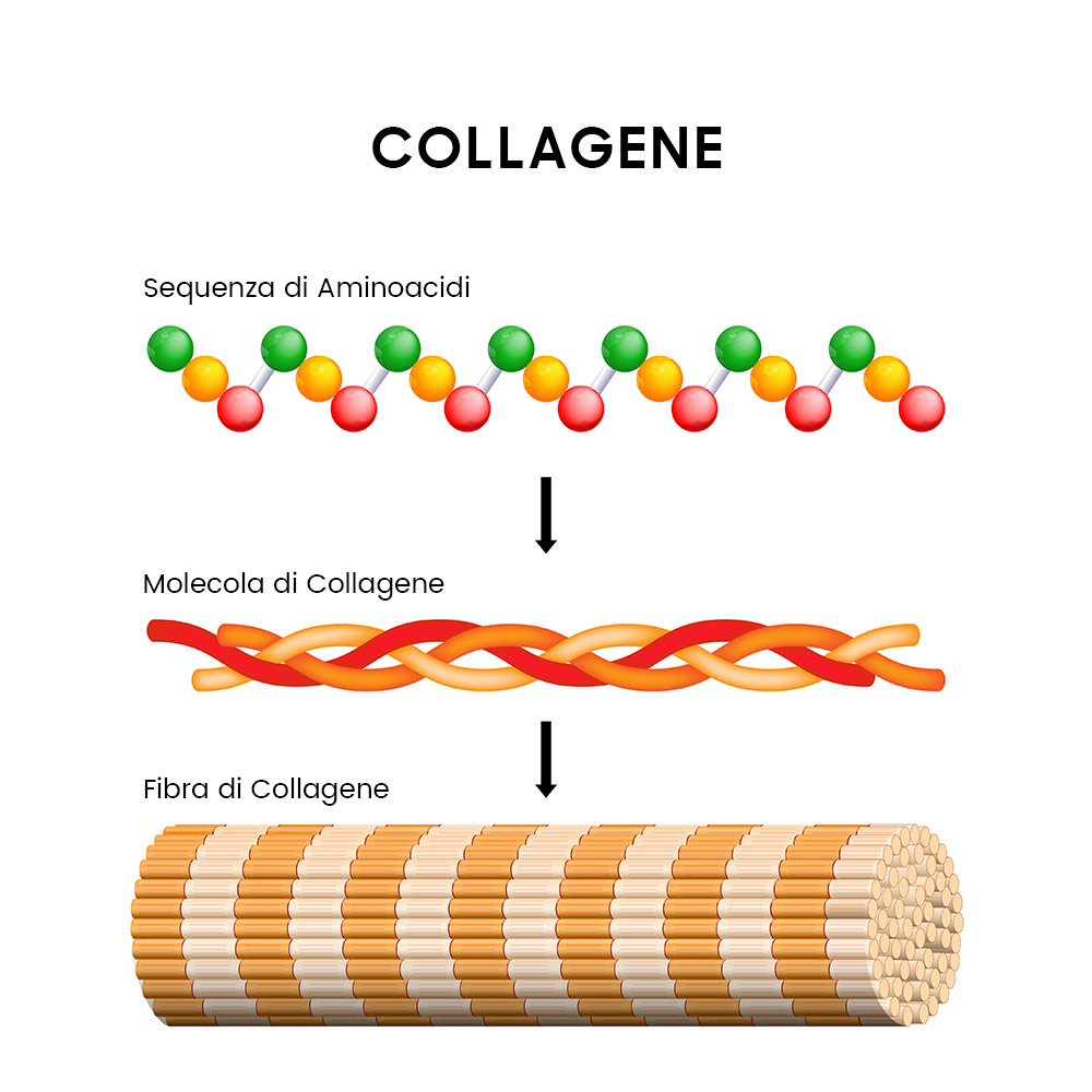 grafica su collagene come sequenza di aminoacidi costituisce le cellule che costituiscono la pelle