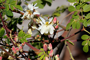 fiori di diverse piante di colore bianco verde e rosa