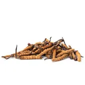 Cordyceps Cordyceps