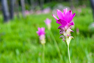 fiore di radice di curcuma curcumina gialla arancione in ciotola su tavolo