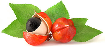 Due frutti di guaranà rossastri. Uno è aperto. Ci sono foglie verdi dietro Due frutti di guaranà rossastri. Uno è aperto. Ci sono foglie verdi dietro