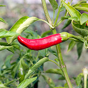 peperoncino rosso in mezzo ad una pianta da giardino