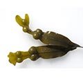 fucus vesciculus estratto su sfondo bianco per dimagrire fucus vesciculus estratto su sfondo bianco per dimagrire