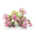fiore di centaurea rosa e viola su sfondo bianco per perdere peso fiore di centaurea rosa e viola su sfondo bianco per perdere peso