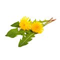 dente di leone con fiore giallo su sfondo bianco per perdere peso dente di leone con fiore giallo su sfondo bianco per perdere peso