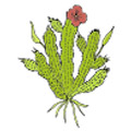 Estratto di Hoodia Gordonii Estratto di Hoodia Gordonii