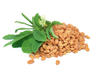 What is fenugreek?