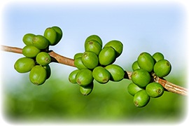 Chicchi di Green Coffee frutto di caffè verde green coffee su ramo di albero