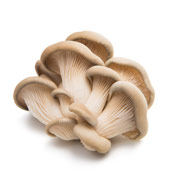 Fungo Ostrica Fungo Ostrica