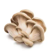 Fungo Ostrica Fungo Ostrica
