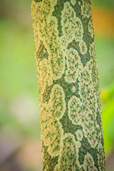 tronco con corteccia maculata di albero di konajc