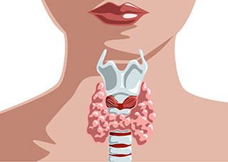 illustrazione anatomia corpo umano femminile evidenzia tiroide