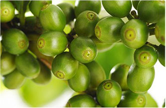 chicchi di green coffee caffè verde su ramo di albero