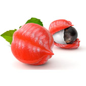 Guarana Seed