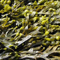 Estratto di Fucus Vesiculosus Estratto di Fucus Vesiculosus