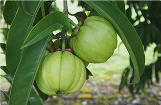 due zucche verdi di garcinia cambogia sotto un ramo verde