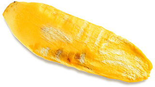 foglia lunga e gialla di mango africano su sfondo bianco