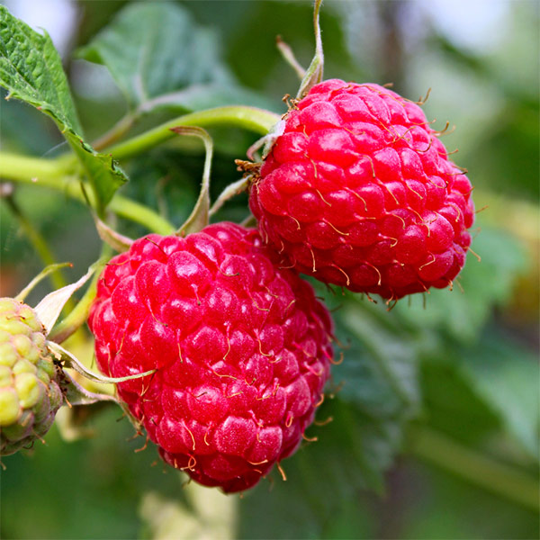 lamponi freschi rosa attaccati a pianta ingredienti freschi