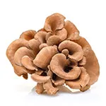 Maitake Maitake