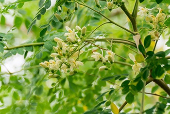 albero di moringa in un campo o giardino con piante coltivate