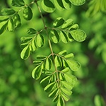 ramo di moringa verde con foglie di moringa verdi 