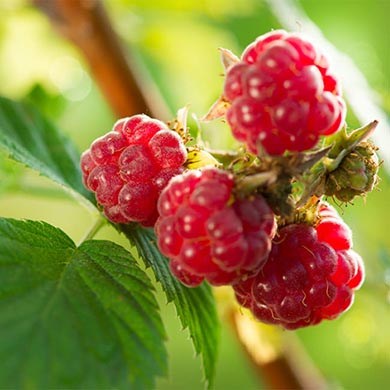 Raspberry Ketone, gli effetti collaterali 