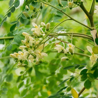 Moringa Oleifera: che cos’è e come si assume