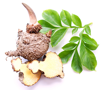 Konjac Konjac