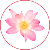 skinception crema intensiva antismagliature contrasta gli inestetismi della pelle smagliature e cellulite