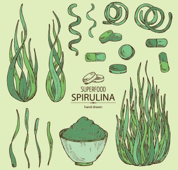 disegno di come trovare alga spirulina in capsule polvere o foglie